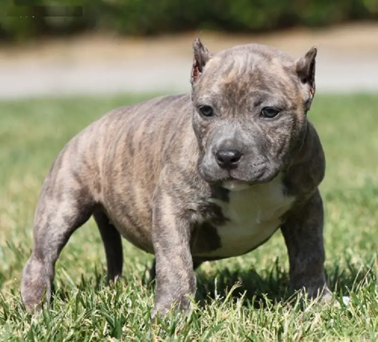 Cute and Healthy American Pitbull Terrier Puppies For Lovely Home